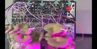 Damn the mushrooms can funk 😳