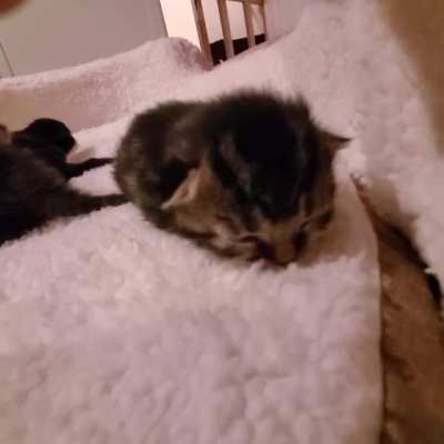 Illegally smol kitten falling asleep