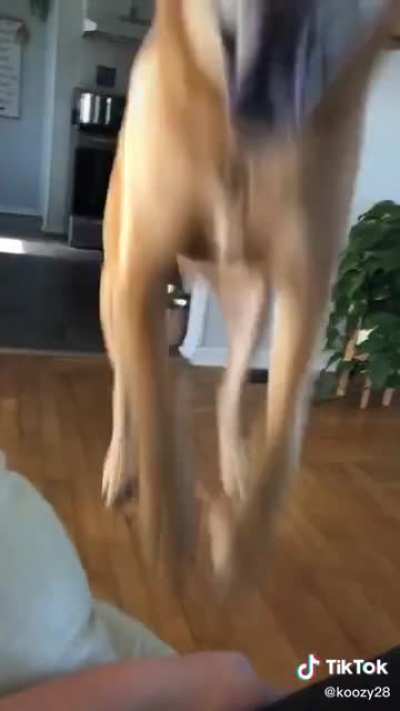 Half dog, half kangaroo