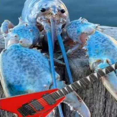 Rock Lobster
