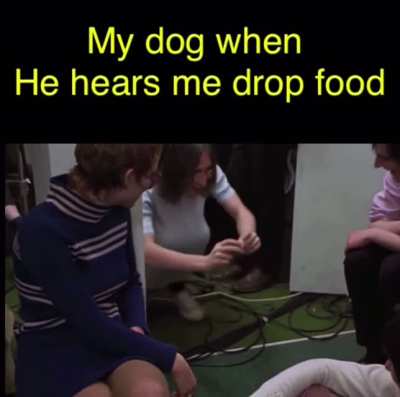 Hey bulldog you drop that!