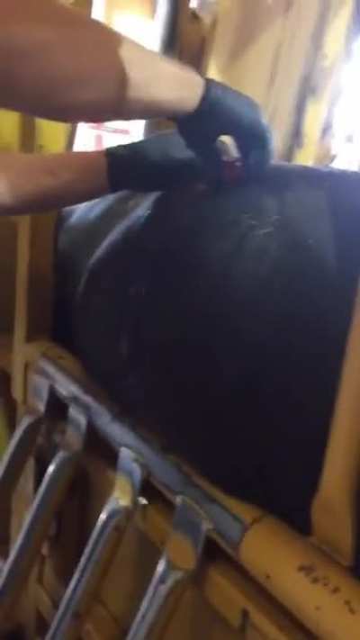 Free gas bloat in a steer.