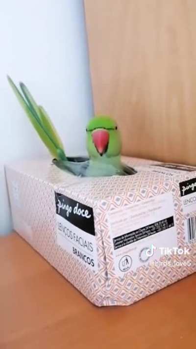 Peek A boo!