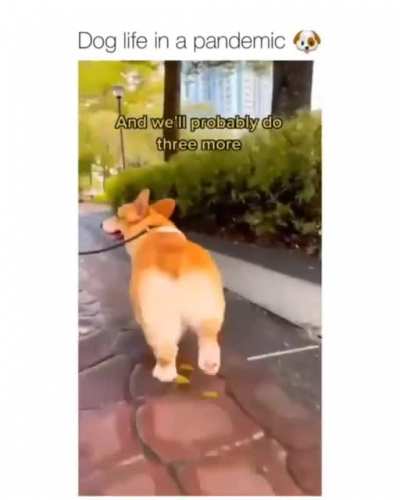 Dog Life in a Pandemic