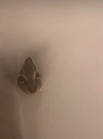 Shower Peeper 