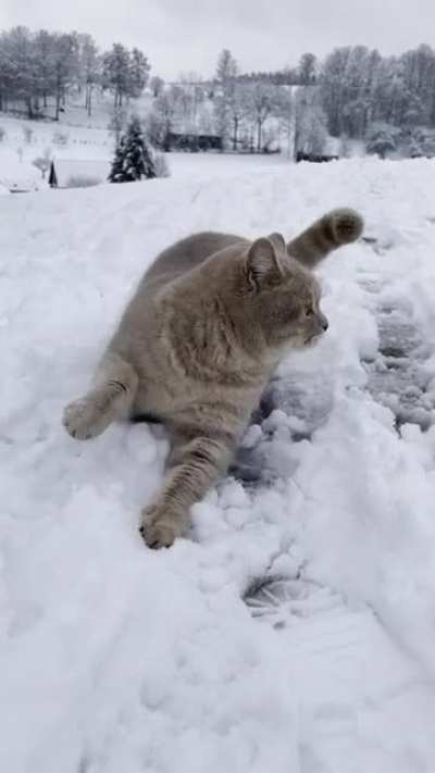 Saw this boi on a walk with his owners today! His name is Waldemar and he loves snow.