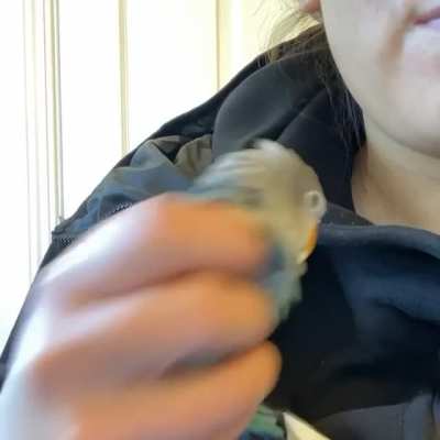 Hi everyone! I&rsquo;m new to Reddit, wanted to show you my lovebird&rsquo;s yawn because that&rsquo;s how I feel on this Monday