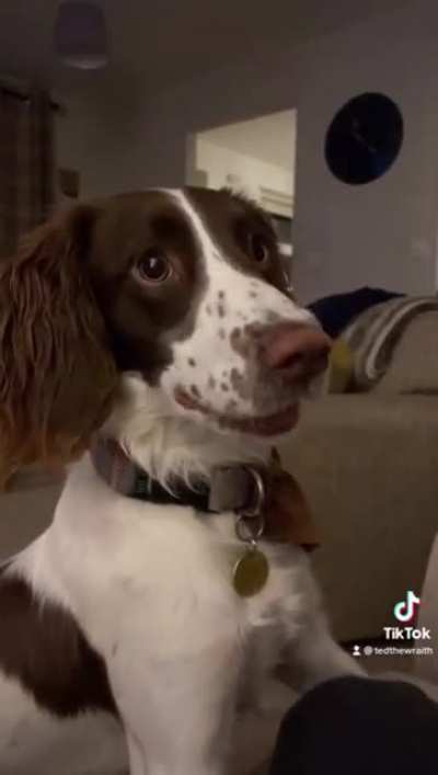 Our pups loves to rap