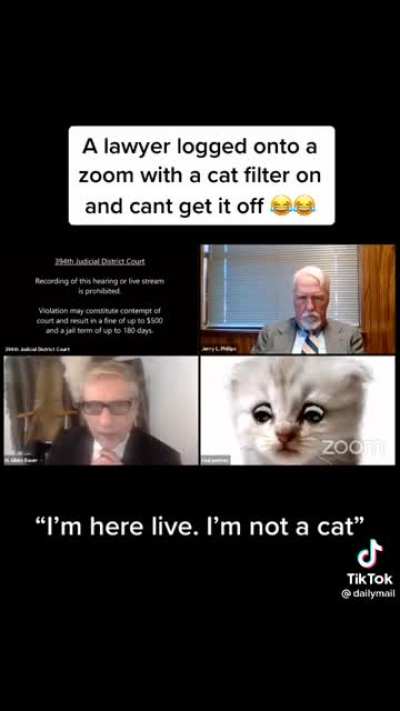 Cat Lawyer