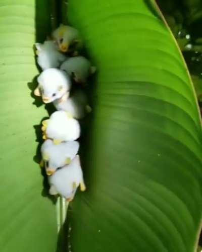 The Honduran White Bat is one of approximately 22 known species of bats that roost within leaf "tents". They cut the side veins extending out from the midrib of the large leaves causing them to fold down to form a tent - a comfy shelter during the day.