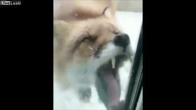 Лиз
