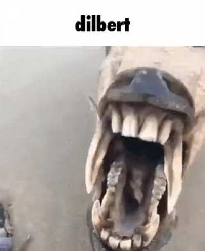 Dilb