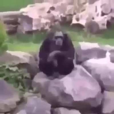 Seig hei-