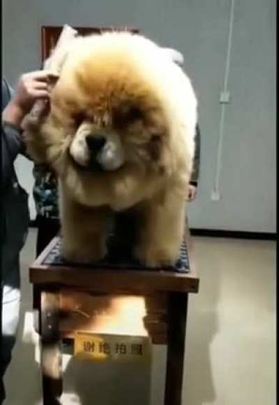 Tibetan Mastiff takes "Floof", "Chonk" and "Unit" to a whole new level.
