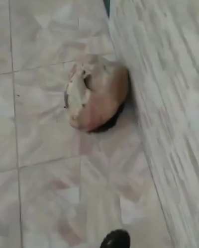 Cachorrinho bonitin