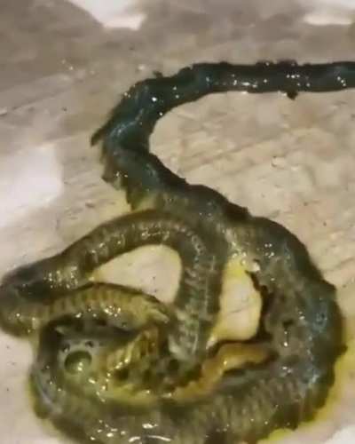 What is this thing??