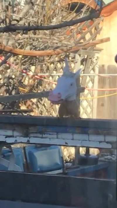 Received this unicorn head squirrel feeder as a Xmas gift, finally got this video today.