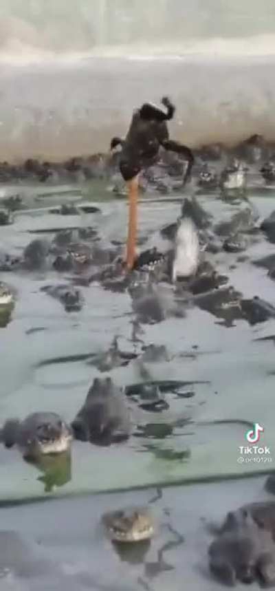 Frog is stuck on stick while other frogs try to help him.