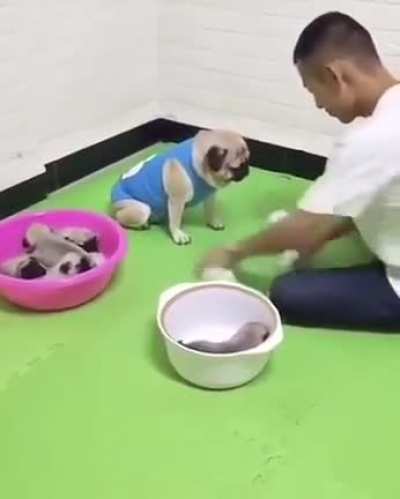Don’t touch my pups! I won them