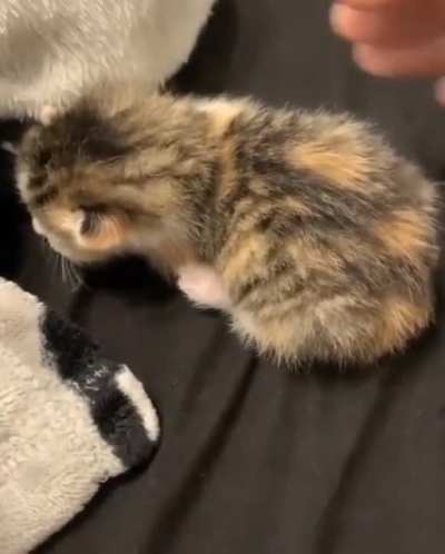*tiny screams*