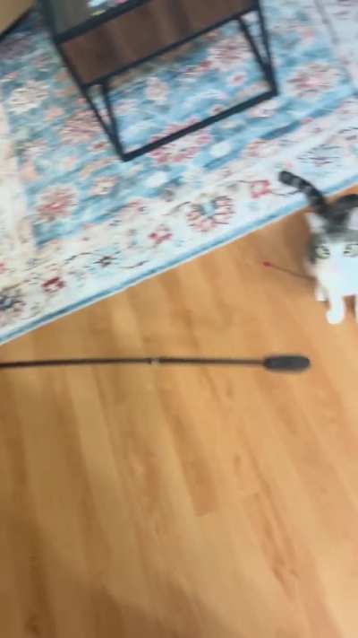 My cat is different
