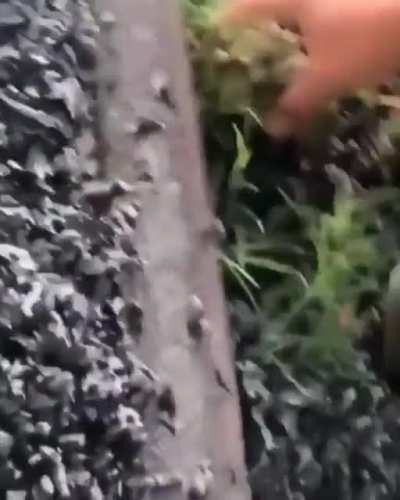 My new favourite sound (reposted because I&rsquo;m a idiot and accidentally deleted it)