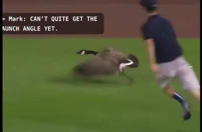 Goose on the loose