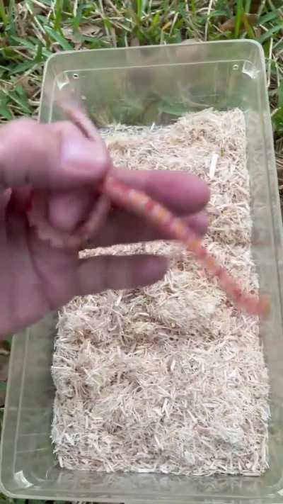UPDATE: is this corn snake okay?