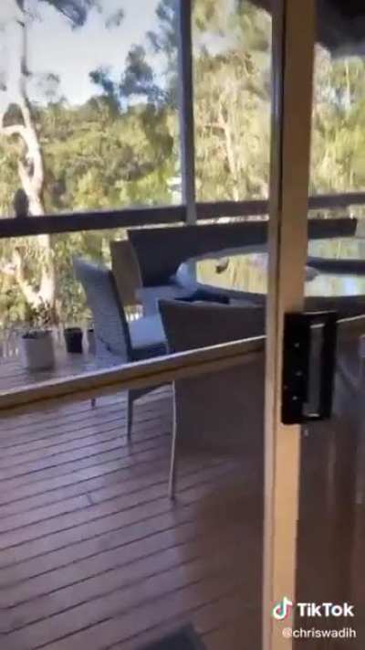 Finding out whether kookaburras like pasta