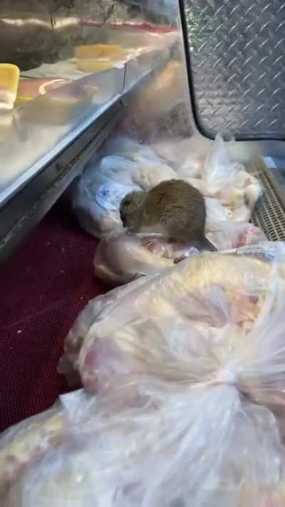NYC本地鼠鼠