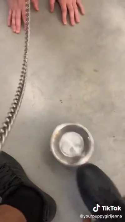 Olvidémonos un rato de la política y disfrutemos de la chica perro tomando agüita.