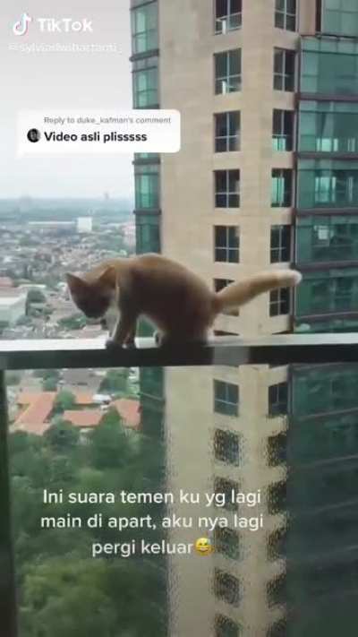 Bad cat!!