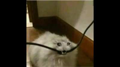 Gatitos, deja un rato los memes y tomate un descanso con estos gatos, nos vemos mas abajo!