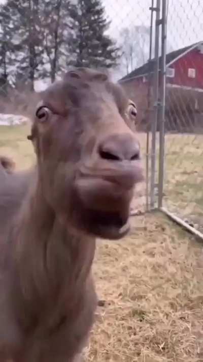 El que la tiene chiquita y lo &uacute;nico que le queda es la lengua 👅👅