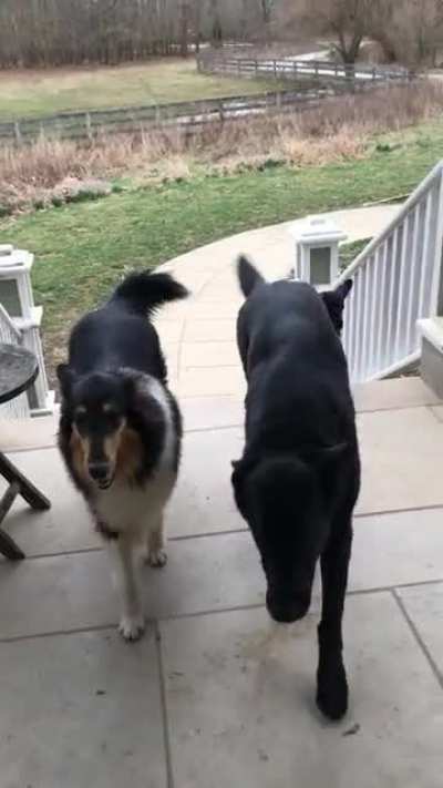 Just one of the pack...