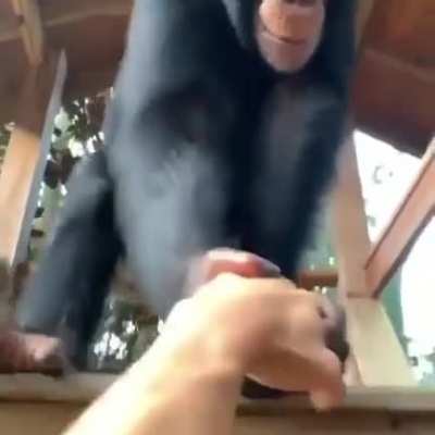 Ape