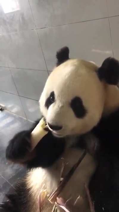 Nom nom
