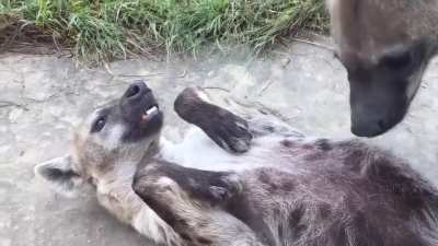 Posting Yeen pics or videos everyday until I get to pet one Day 253 Hyena behavior can be a bit weird
