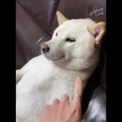 Such different dogs