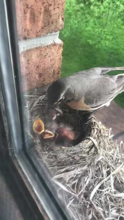 🔥 Feeding time for these 3 day old robins. It&rsquo;s been so cool watching them up close!