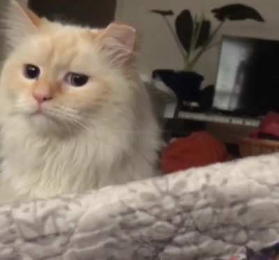 Overslept for breakfast&hellip; woke up to Opal&rsquo;s sweet face and bby mews