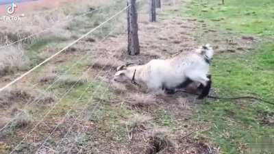 Poor goat