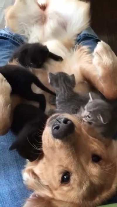 Service dog and her foster kittens
