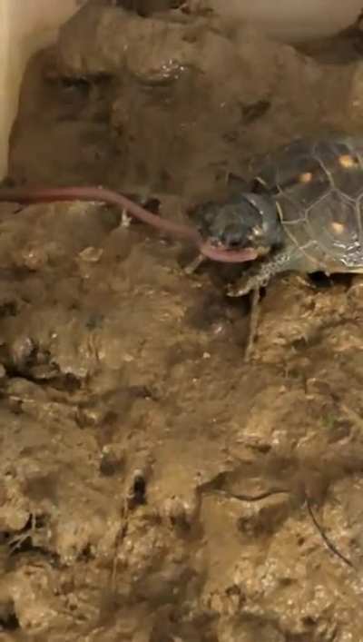 Mmm tasty worm…