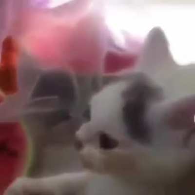 Kedi karpuz yiyor