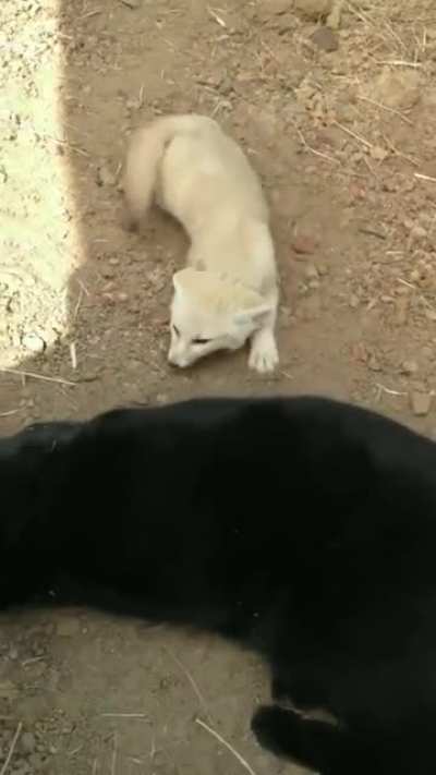 Excited fennec