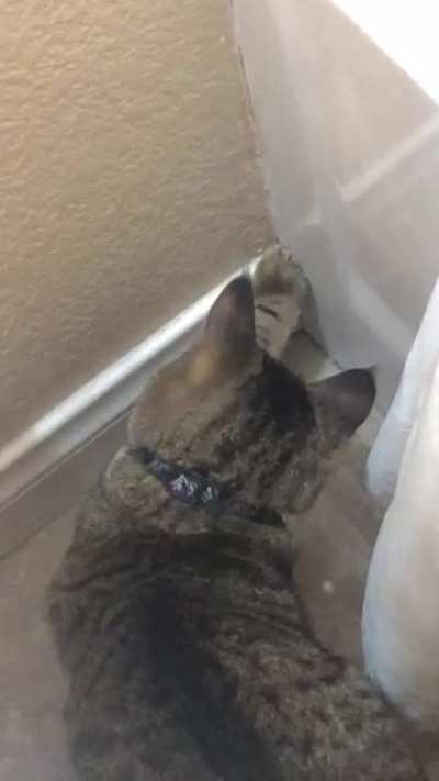 pest control cat in action
