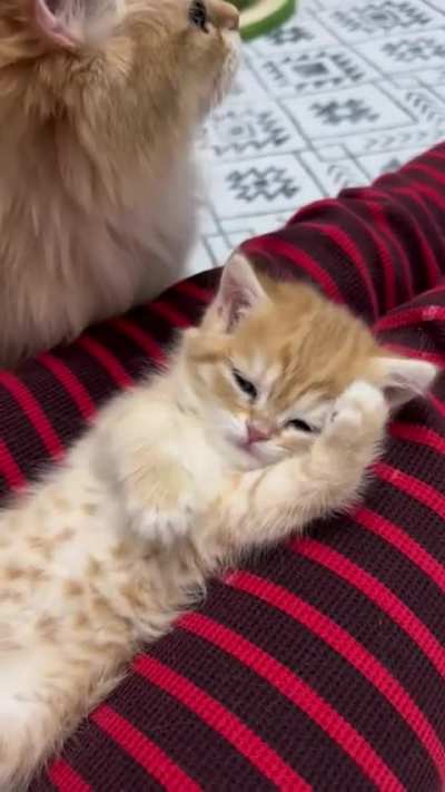 What a little &ldquo;meow&rdquo;.