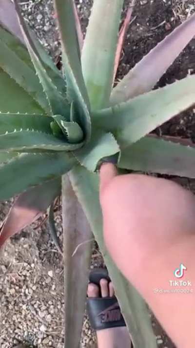 Ouuu aloe Vera