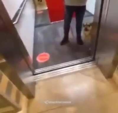 Doge got caught in the crossfire
